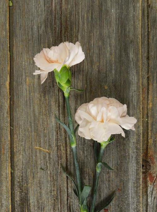 LIZZY PEACH CARNATIONS